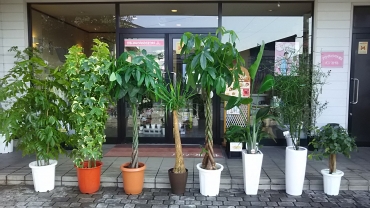「パンジーフローリスト」　（福岡県大牟田市）の花屋店舗写真2